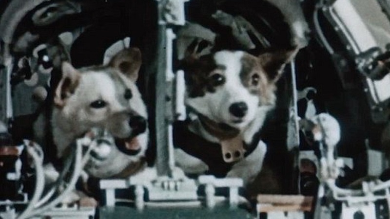 Собаки-космонавты