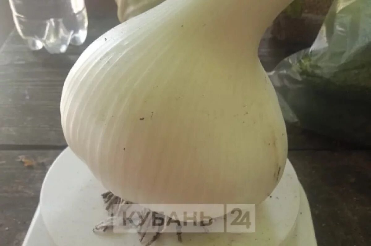    В Краснодарском крае вырастили чеснок-богатырь весом почти полкило