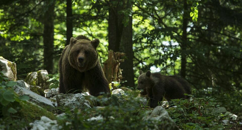    Zeljko Stevanic/XinHua / www.globallookpress.com
