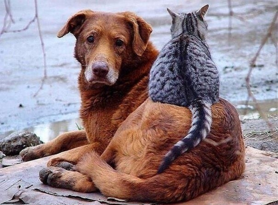 Из интернета, свободные источники