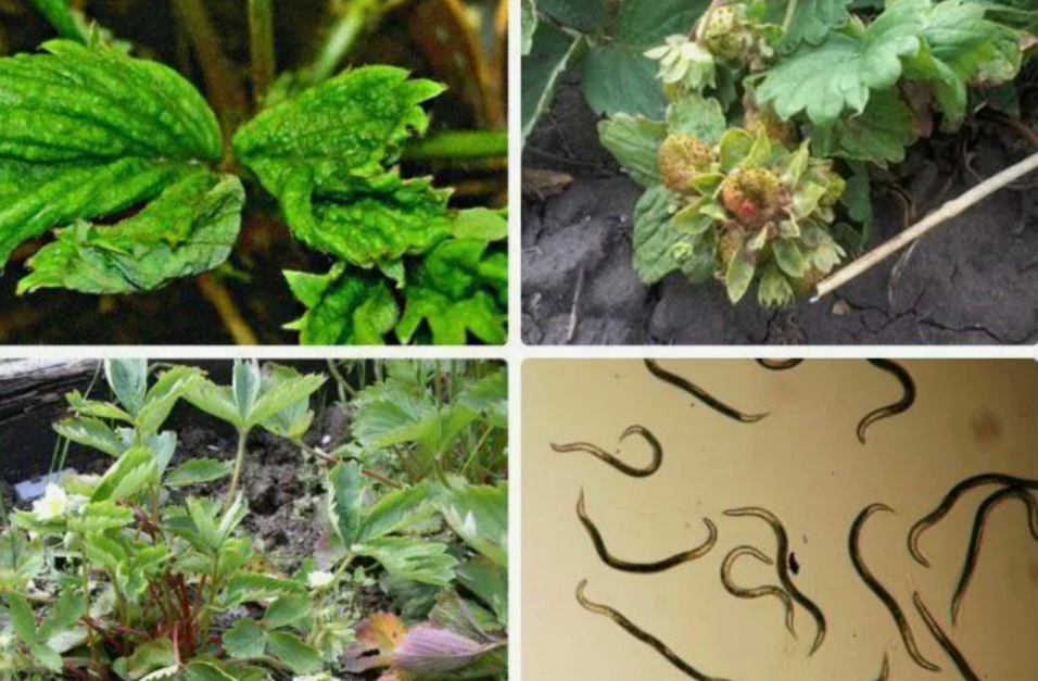 нематода и поражённые нематодой растения земляники садовой
