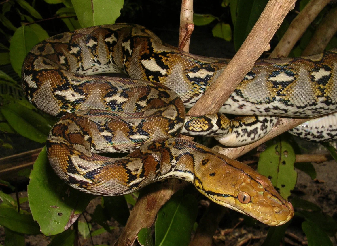Азиатский питон - змея, вырастающая до 5-7 метров в длину. Фото из сети 