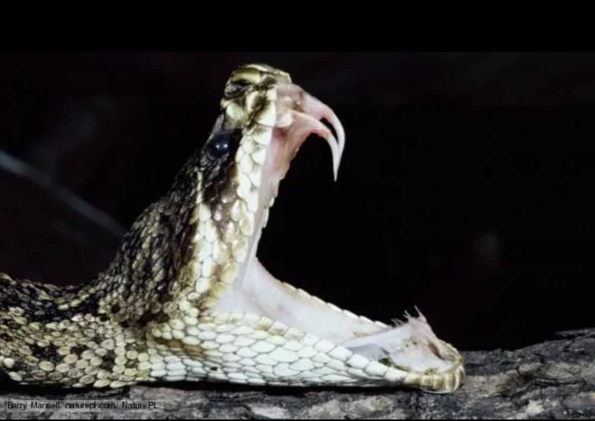 В Краснодарском крае живут свои монстры🥶 Фото из сети