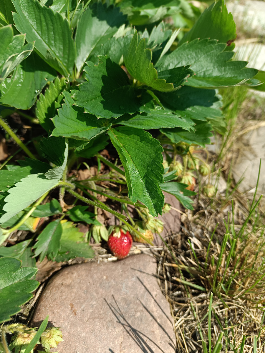 Земляника садовая – первая ягодка / –>