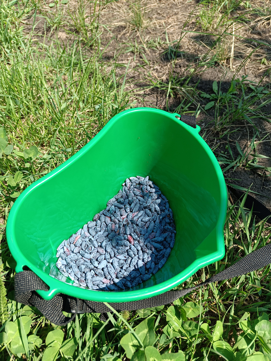 Жимолость, собрала два раза по столько