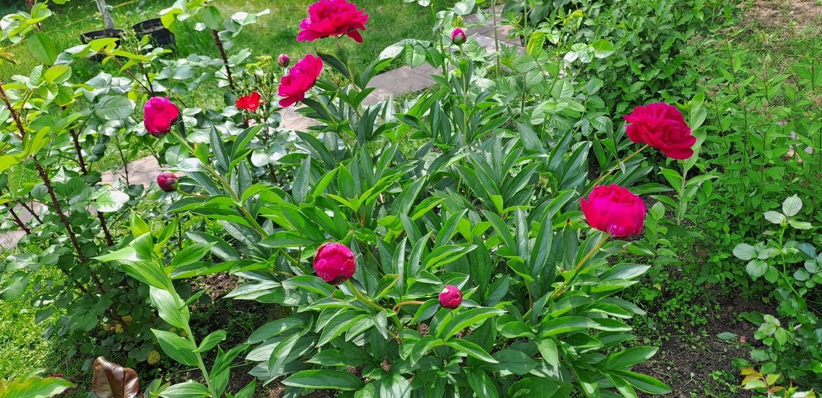 Куст с цветами заполнил клумбу