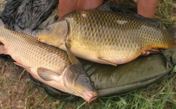 Рыбы семейства карповых 