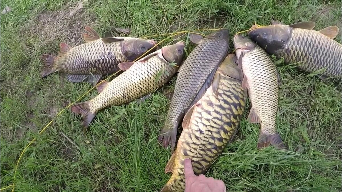 Рыбы семейства карповых 