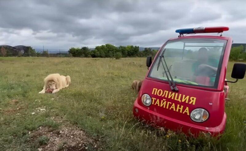 Кормление львов в парке Тайган. Фото: Кадр из видео. Фотография взята из открытых источников.  📷
