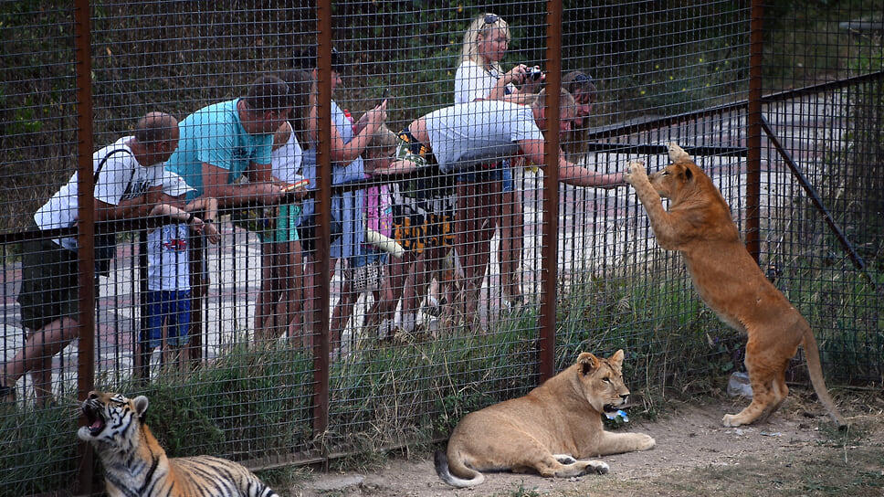 11 июля 2018 года в ходе аттракциона «прогулка со львами» (туристов за 6 тыс. руб. пускали в вольеры с хищниками) лев по кличке Витя укусил 46-летнюю туристку из Кировской области Ольгу Соломину за руку. Олегу Зубкову вменили часть 2 статьи 238 УК РФ «оказание услуги, не отвечающей требованиям безопасности». Белогорский районный суд Крыма оштрафовал владельца парка «Тайган» на 400 тыс. руб. .📷Фото: Виктор Коротаев / Коммерсантъ