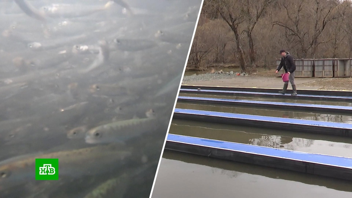    Рыбный выпускной: на Дальнем Востоке выпустили миллионы мальков в реки