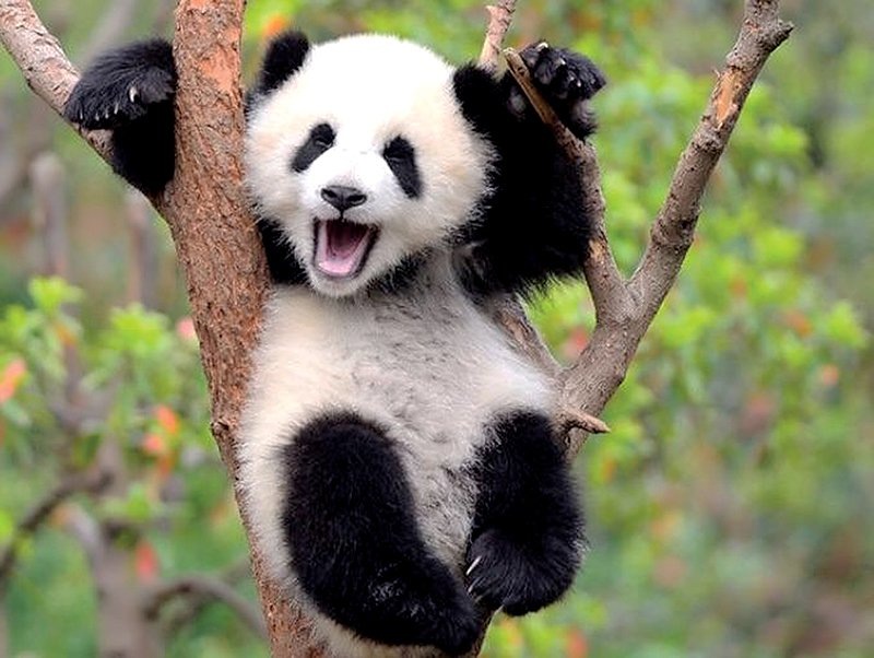 Встречайте звезду нашего сегодняшнего рассказа – загадочную и невероятно милую большую панду! 🐼