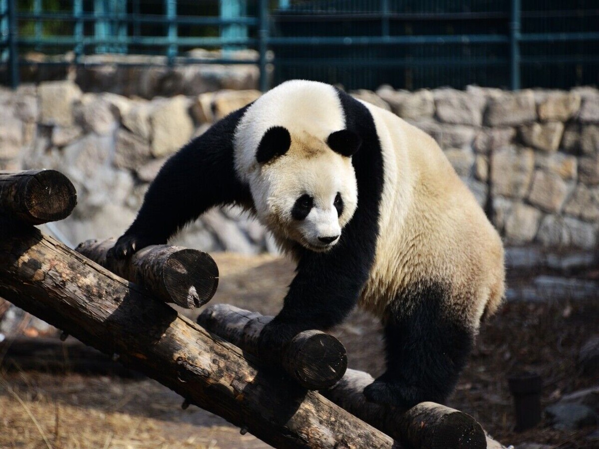 Вот он, во всей красе – наш черно-белый добряк! 🖤🤍 Узнаваемый окрас и мощное телосложение делают панду уникальной.