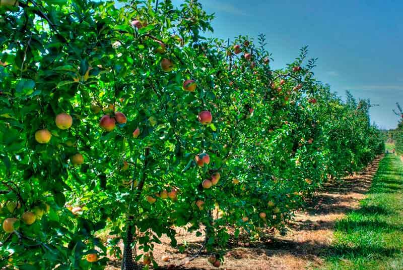 Плодовые деревья 
