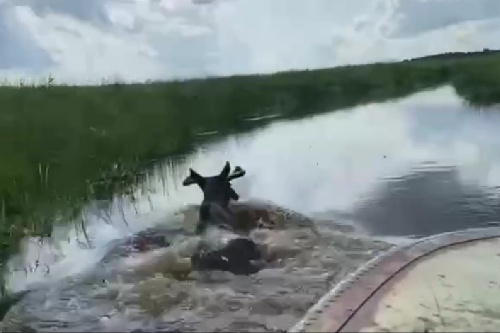    Фото Минприроды НСО