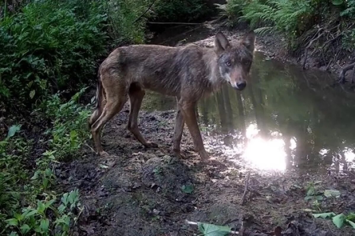    Молодой волк попал в объектив камеры калужского заповедника