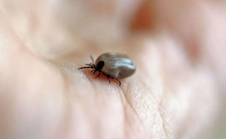 Фото: . t.me/rospotrebnadzor04