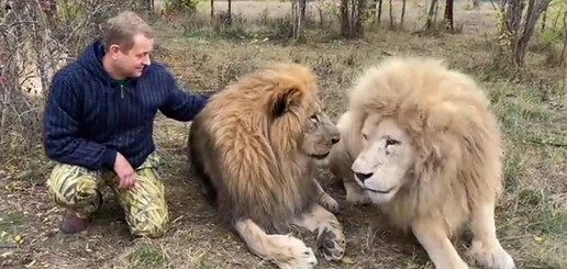    Лев напал на владельца парка "Тайган", откуда в Карелию привезли леопардов"Крым 24" / кадр из видео