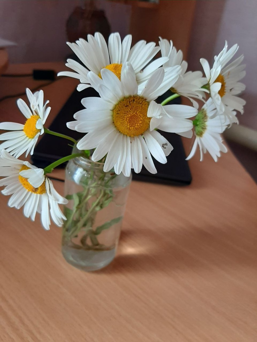 Ромашки из леса