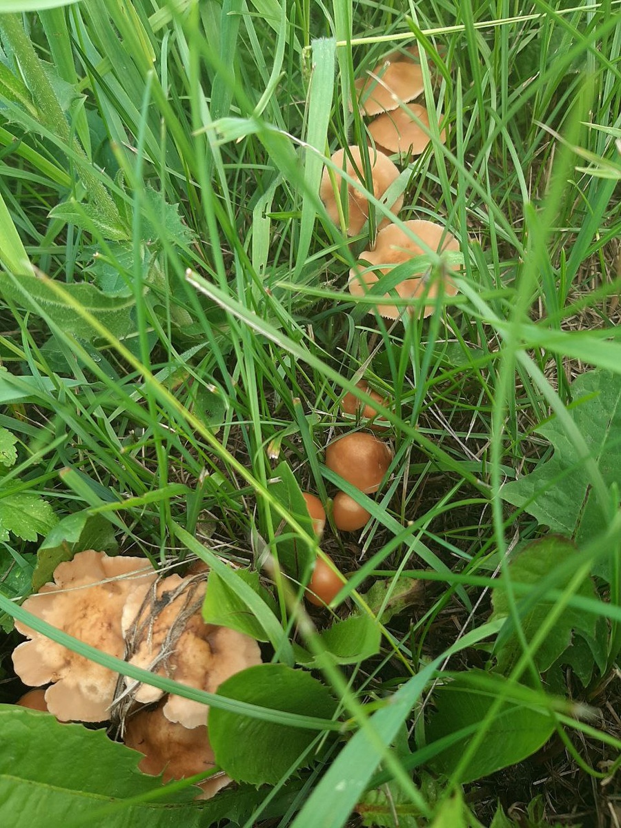 Луговые опята