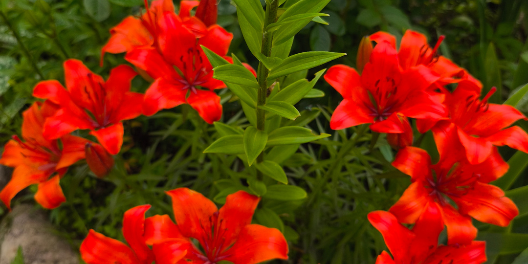 ЛИЛИИ ДЕТСТВА