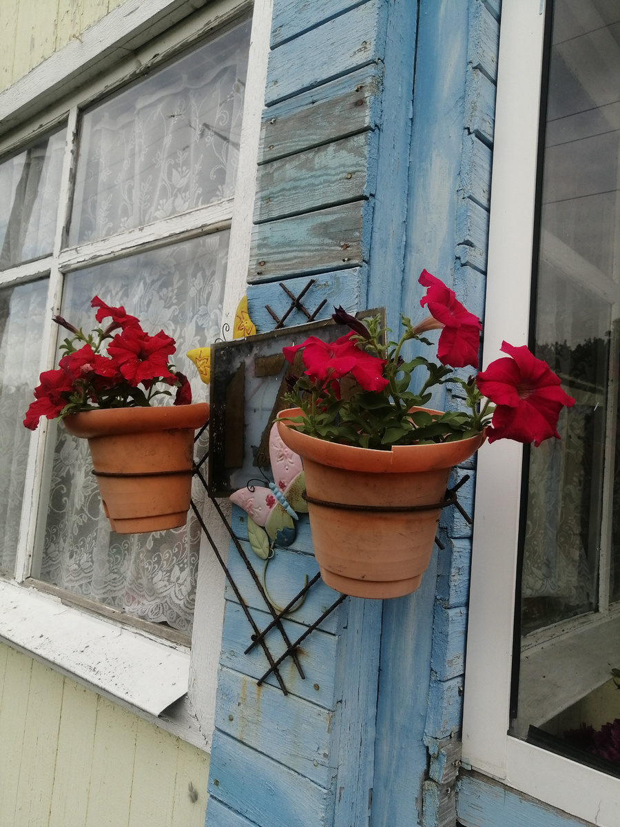 Мои петуньи яркие