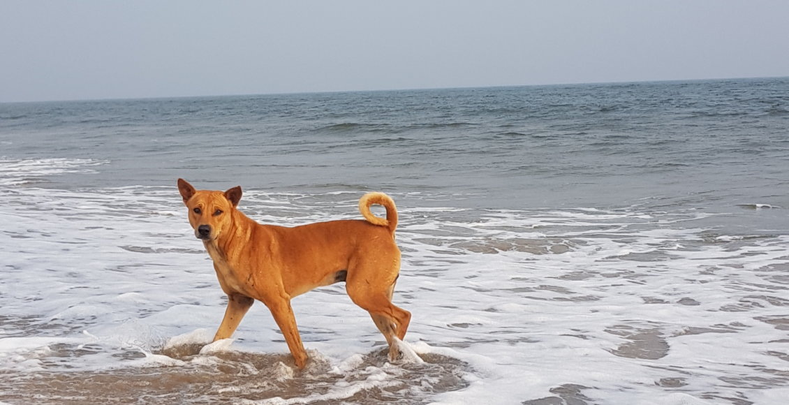    Фото: НИА "Экология"