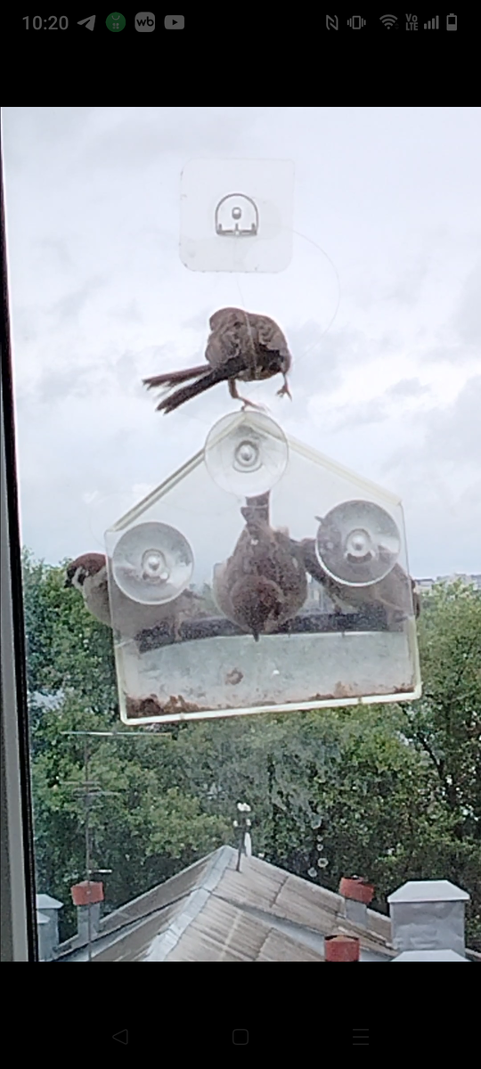Воробьи прилетели к кормушке. Июнь Скрин