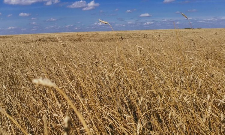    Передать России, Канаде и Китаю аграрные возможности США может изменение климата