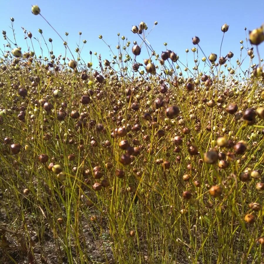 созревший лен