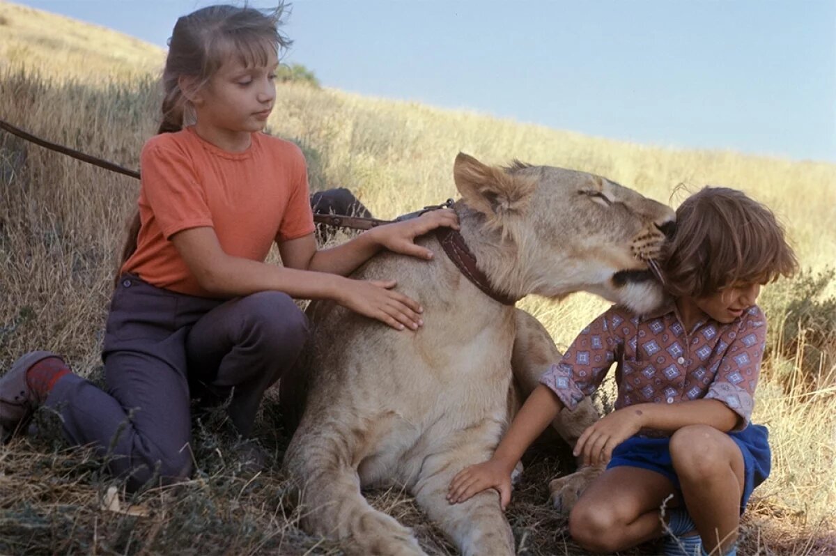    Съемка телевизионного художественного фильма «У меня есть лев». Режиссер — Константин Бромберг, художник-постановщик: — Владимир Коровин. В главных ролях Рома и Лена Берберовы и лев Кинг-II. Крым, Судак, 1974 год.