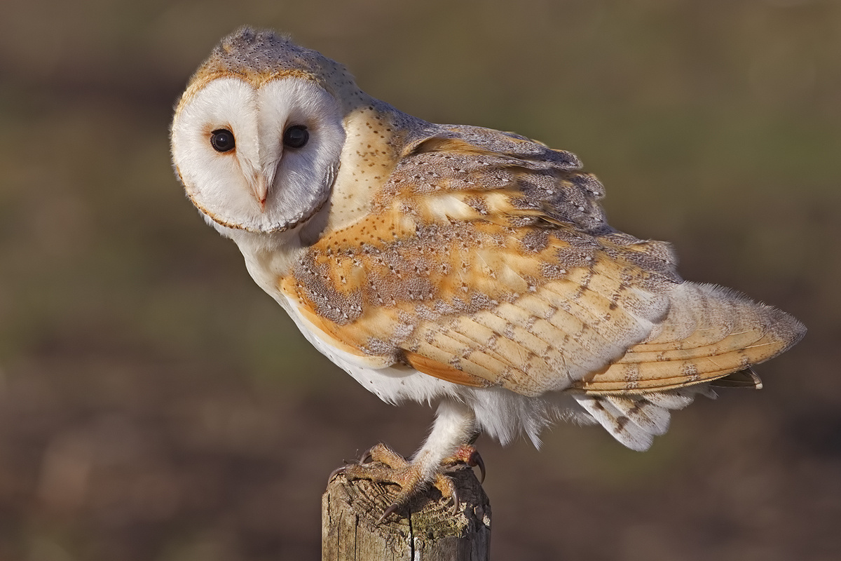 Загляните в эти бездонные глаза! 🦉 Готовы узнать, какое оно – "совиное счастье" дома?