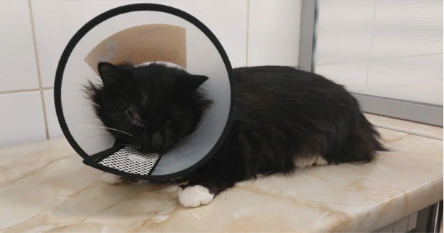 После удаления глаза Маркиз уже чувствовал себя лучше, но впереди его ждала вторая операция