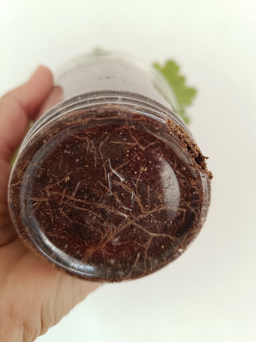 Если мы видим такую картину на дне горшка, пора пересаживать. Надо было даже чуть раньше, когда корешки ещё были молодые и белые. Корни, по мере развития, темнеют и становятся тоньше, это нормально. После пересадки, это растение начнет активно наращивать молодые белые корешки. 