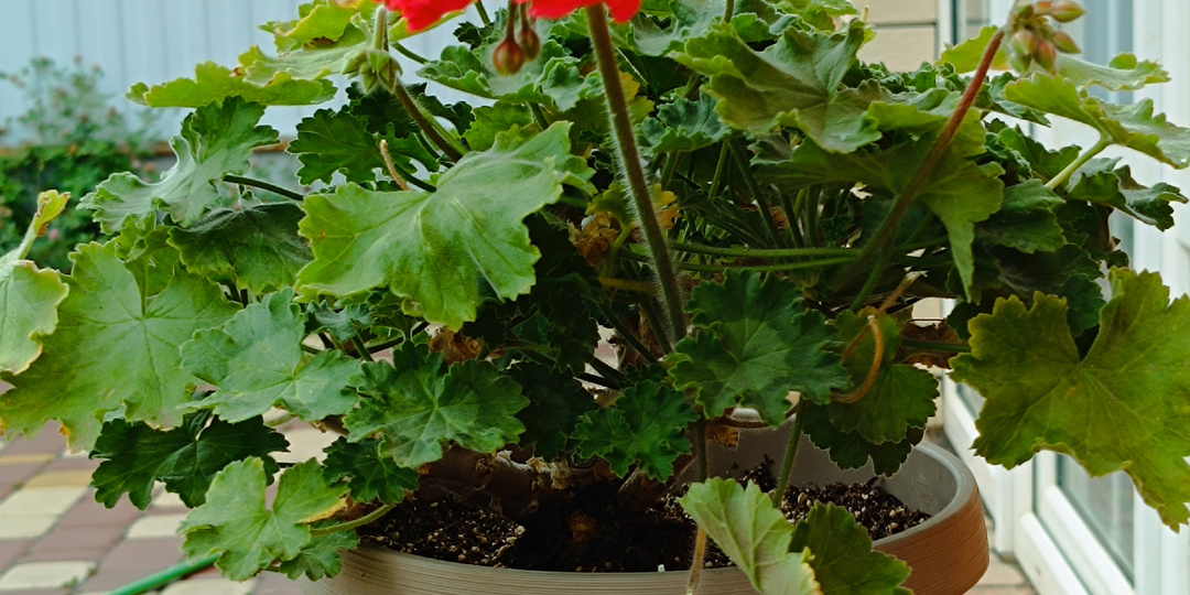 Как пересаживать пеларгонию?