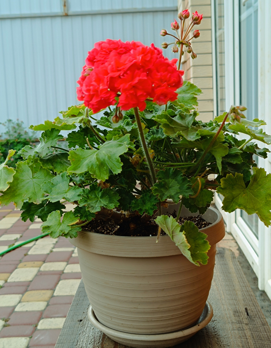 Пеларгония ИВ Муза в горшке 4 литра. Я люблю маленькие горшки, для меня оптимально 1.5 — 2 литра. Огромные мне некуда ставить. Но этот сорт так быстро забил корнями маленький 1.5 литровый , что пришлось дать ему побольше объем. Куст растет такой клумбой, со множеством цветоносов! 