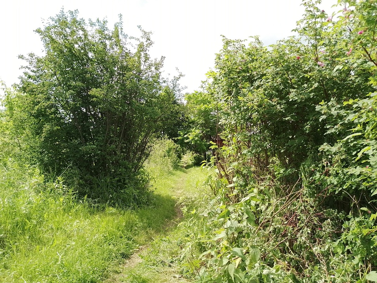 на тропинках СНТ