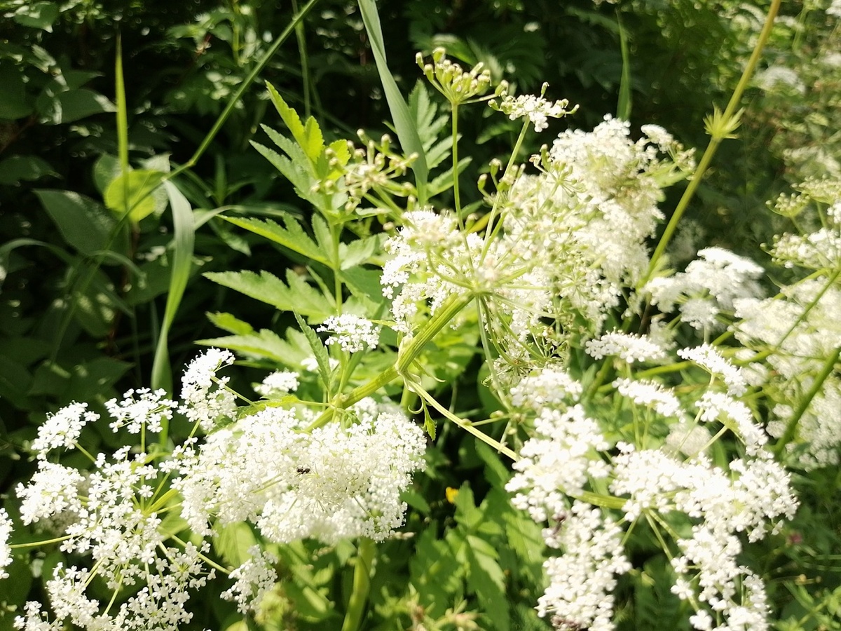 сныть очень красивая, если она не на вашем участке
