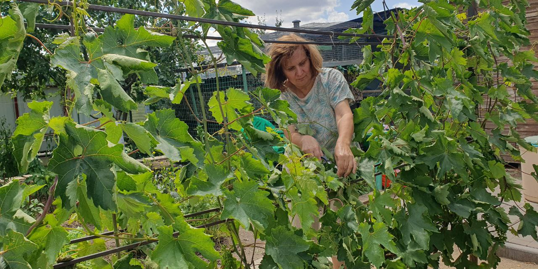 Чем и когда опрыскивать виноград? Лучшие опрыскивания от болезней и вредителей винограда. Фото. Описание. Лучшая шпаргалка