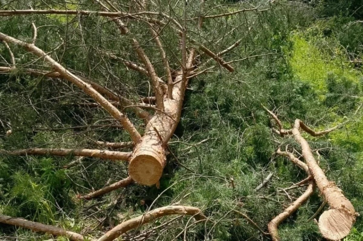    За вырубку 12 сосен житель Удмуртии попал под следствие
