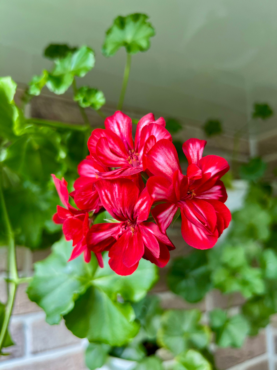 Фото автора. Плющелистная пеларгония Toscana Okka.