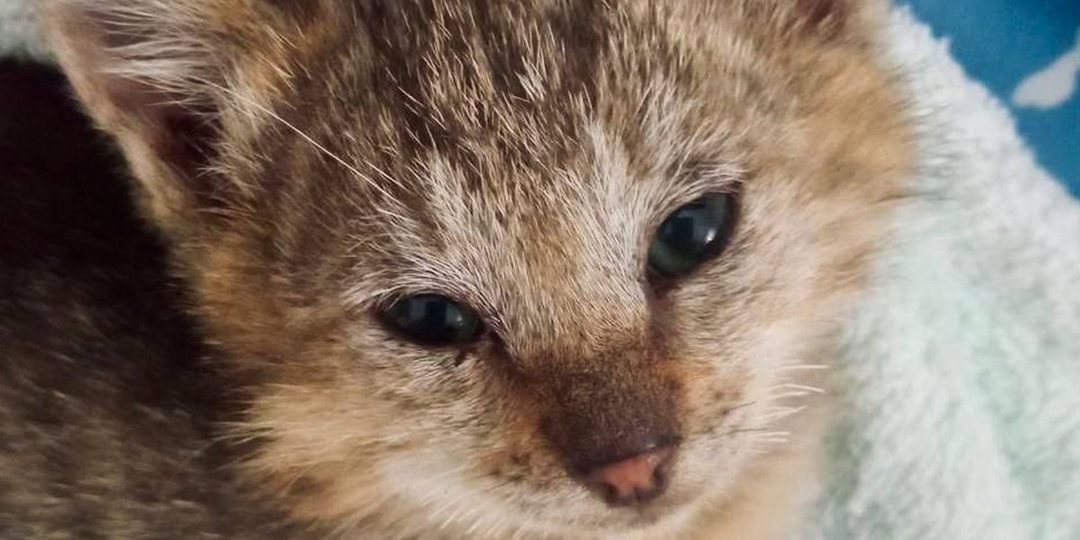 Котенок передал привет спасателям, доставшим его из-под земли