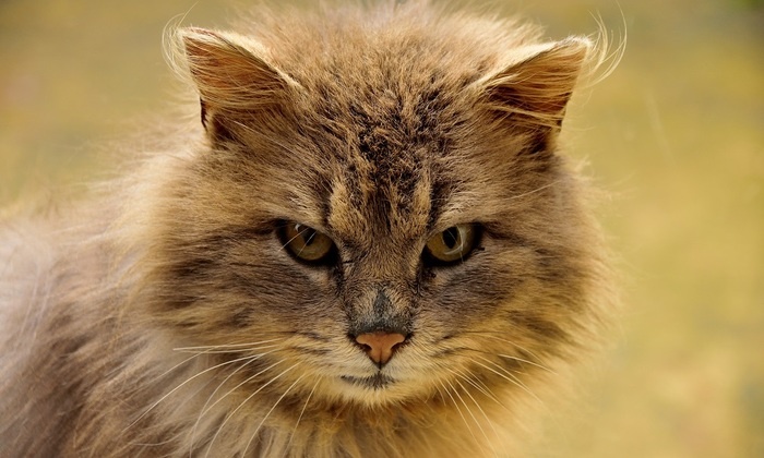    Россиян предостерегли от поглаживания уличных кошек из-за опасных инфекций