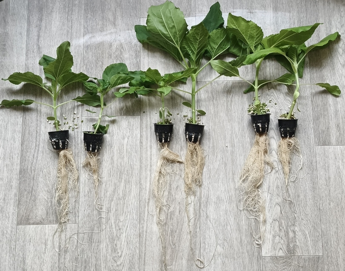 Слева: Уф, Зелёный, ДК