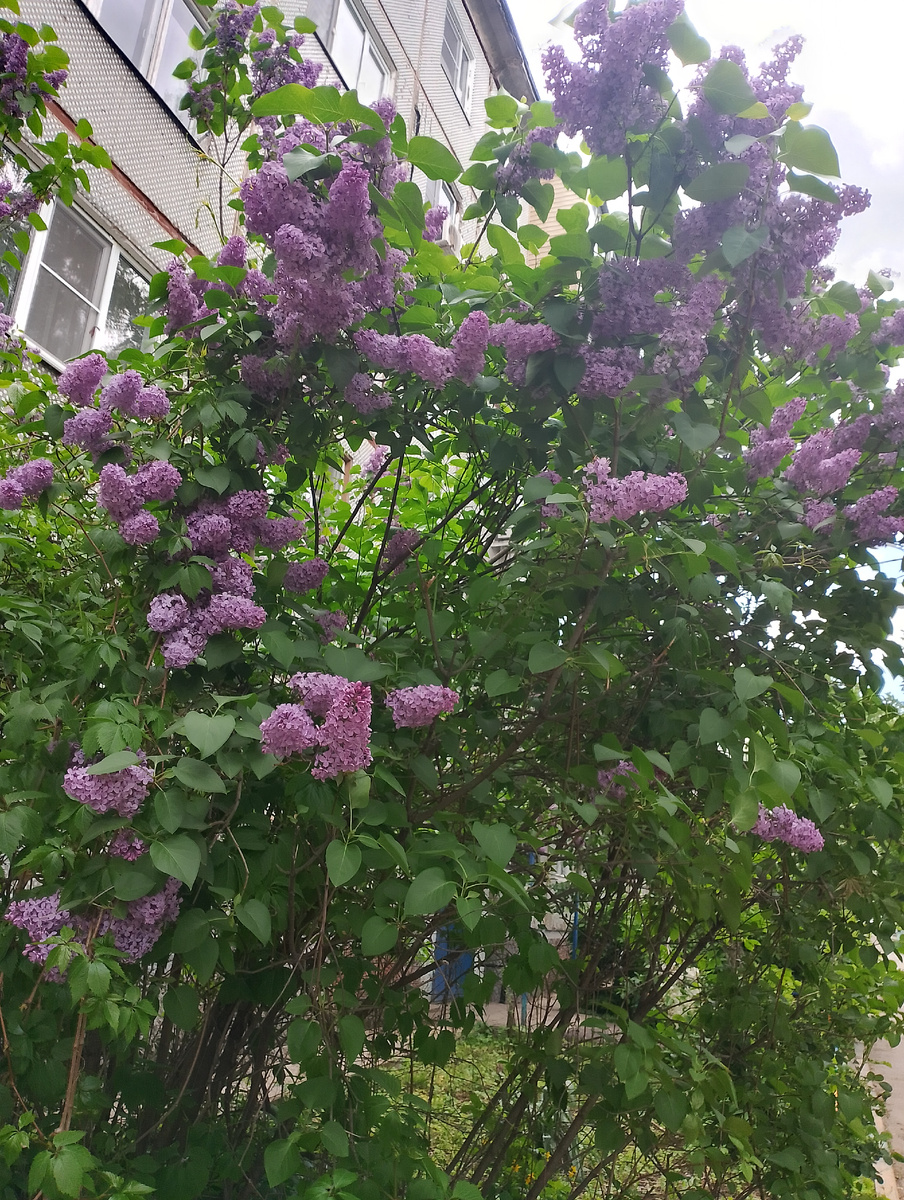 Сирень у нашего дома, была....