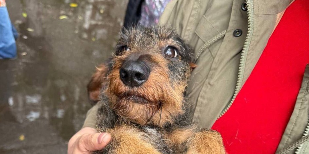 В Москве спасли собаку, застрявшую под двигателем авто