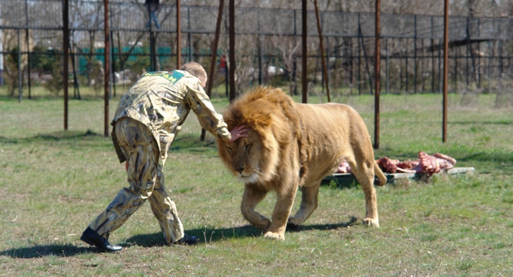 Трагедия владельца "Тайгана": Что могло стать причиной нападения льва на Олега Зубкова