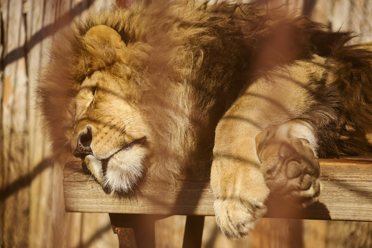 Олег Зубков прооперирован после нападения львов.  Фото: Фото: ФедералПресс / Елена Майорова