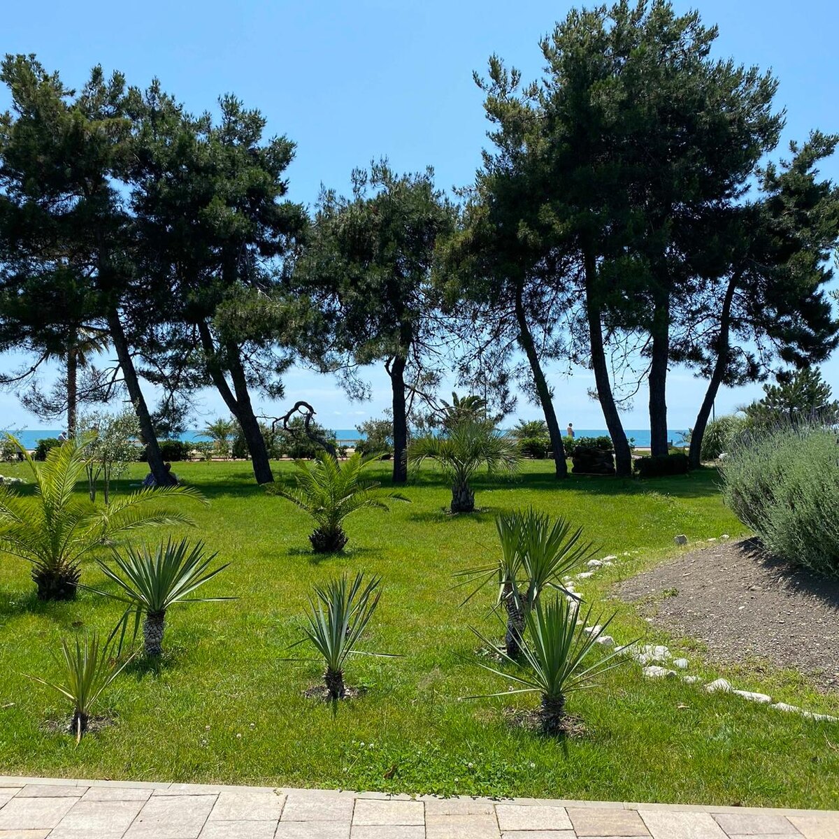 Хорошее место для лесной терапии в Сириусе