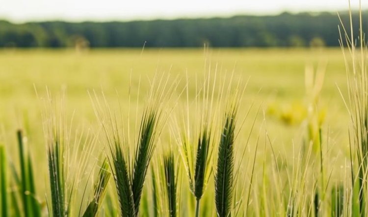    Инновации в области выращивания озимой ржи углубляют сельскохозяйственные связи между Китаем и Россией